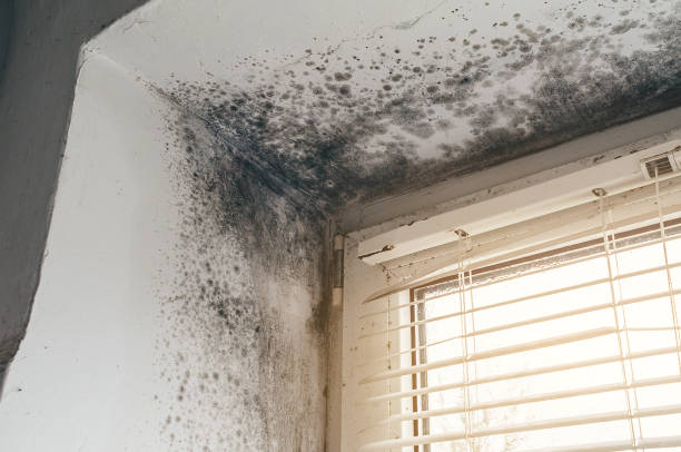 Affordable Mold Remediation solutions in Avenel, NJ